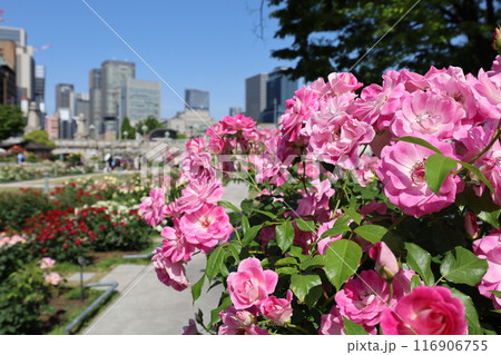 春から初夏へ、日本、大阪の中心部、ああここは中之島、バラ園のバラの園、ローズガーデンで見る公園 春から初夏へ、日本、大阪の中心部、ああここは中之島、バラ園のバラの園、ローズガーデンで見る公園 116906755