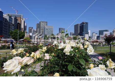 春から初夏へ、日本、大阪の中心部、ああここは中之島、バラ園のバラの園、ローズガーデンで見る公園 春から初夏へ、日本、大阪の中心部、ああここは中之島、バラ園のバラの園、ローズガーデンで見る公園 116906759