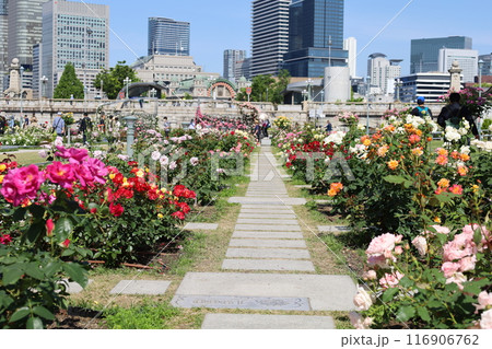 春から初夏へ、日本、大阪の中心部、ああここは中之島、バラ園のバラの園、ローズガーデンで見る公園 春から初夏へ、日本、大阪の中心部、ああここは中之島、バラ園のバラの園、ローズガーデンで見る公園 116906762