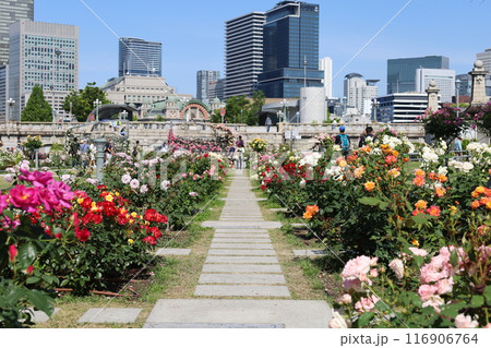 春から初夏へ、日本、大阪の中心部、ああここは中之島、バラ園のバラの園、ローズガーデンで見る公園 春から初夏へ、日本、大阪の中心部、ああここは中之島、バラ園のバラの園、ローズガーデンで見る公園 116906764