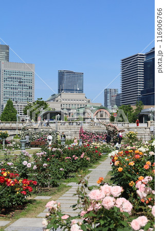 春から初夏へ、日本、大阪の中心部、ああここは中之島、バラ園のバラの園、ローズガーデンで見る公園 春から初夏へ、日本、大阪の中心部、ああここは中之島、バラ園のバラの園、ローズガーデンで見る公園 116906766