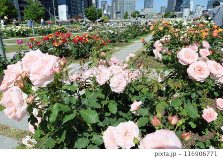 春から初夏へ、日本、大阪の中心部、ああここは中之島、バラ園のバラの園、ローズガーデンで見る公園 116906771