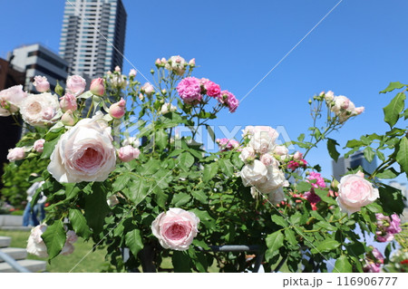 春から初夏へ、日本、大阪の中心部、ああここは中之島、バラ園のバラの園、ローズガーデンで見る公園 春から初夏へ、日本、大阪の中心部、ああここは中之島、バラ園のバラの園、ローズガーデンで見る公園 116906777