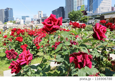 春から初夏へ、日本、大阪の中心部、ああここは中之島、バラ園のバラの園、ローズガーデンで見る公園 116906780