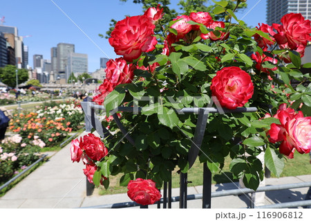 春から初夏へ、日本、大阪の中心部、ああここは中之島、バラ園のバラの園、ローズガーデンで見る公園 116906812