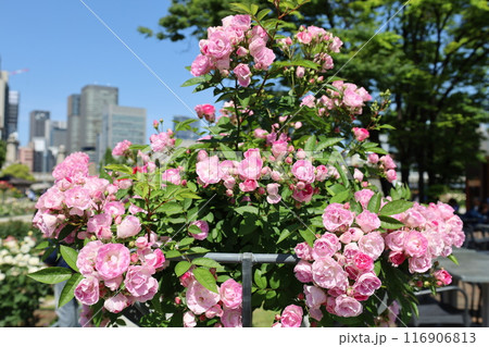 春から初夏へ、日本、大阪の中心部、ああここは中之島、バラ園のバラの園、ローズガーデンで見る公園 春から初夏へ、日本、大阪の中心部、ああここは中之島、バラ園のバラの園、ローズガーデンで見る公園 116906813