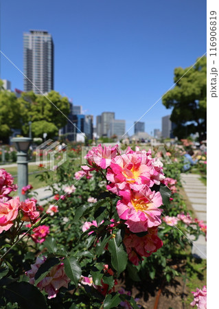 春から初夏へ、日本、大阪の中心部、ああここは中之島、バラ園のバラの園、ローズガーデンで見る公園 春から初夏へ、日本、大阪の中心部、ああここは中之島、バラ園のバラの園、ローズガーデンで見る公園 116906819