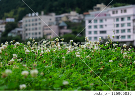 下呂温泉、シロツメグサ 116906836