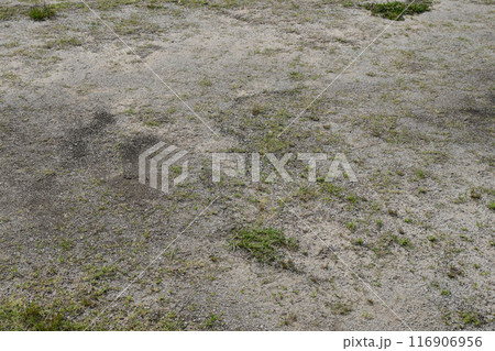 空き地　荒地　雑草　土地　vacant lot 116906956