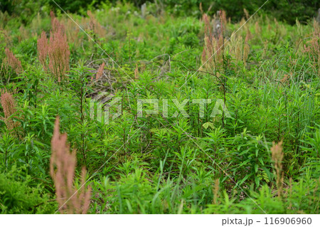 空き地 荒地 雑草 土地 vacant lot 空き地 荒地 雑草 土地 vacant lot 116906960