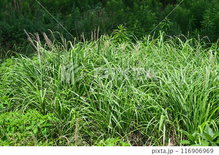 空き地 荒地 雑草 土地 vacant lot 空き地 荒地 雑草 土地 vacant lot 116906969