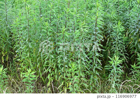 空き地　荒地　雑草　土地　vacant lot 116906977