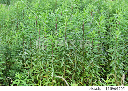 空き地　荒地　雑草　土地　vacant lot 116906995