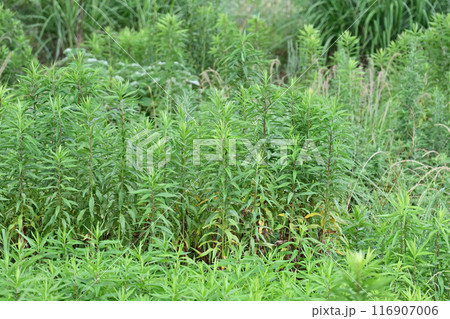 空き地 荒地 雑草 土地 vacant lot 空き地 荒地 雑草 土地 vacant lot 116907006