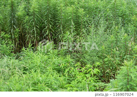 空き地 荒地 雑草 土地 vacant lot 空き地 荒地 雑草 土地 vacant lot 116907024