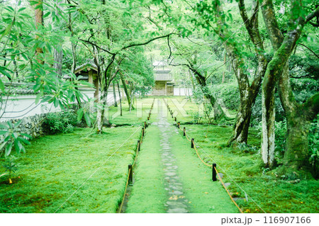 京都の苔寺の美しい風景 116907166