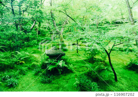 京都の苔寺の美しい風景 116907202