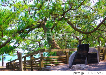 三保松原のシンボル「羽衣の松」 116907242