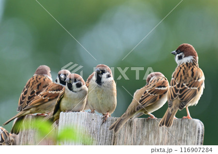 スズメ(雀/sparrow) スズメ(雀/sparrow) 116907284