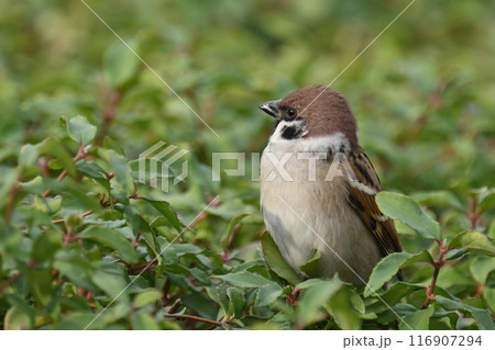 スズメ(雀/sparrow) スズメ(雀/sparrow) 116907294