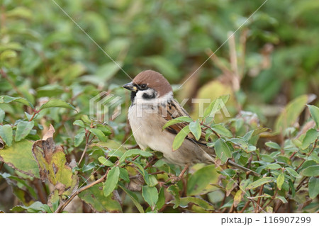 スズメ（雀/sparrow) 116907299