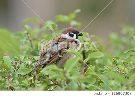 スズメ(雀/sparrow) スズメ(雀/sparrow) 116907307