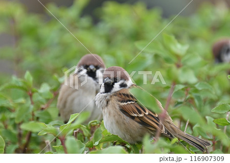 スズメ(雀/sparrow) スズメ(雀/sparrow) 116907309