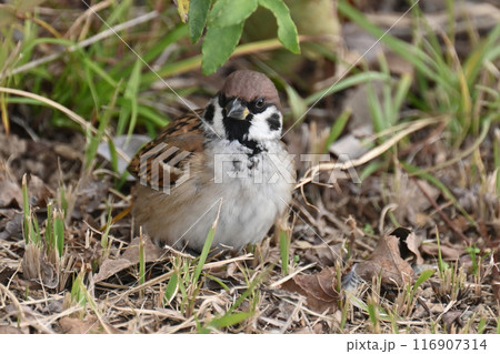 スズメ(雀/sparrow) スズメ(雀/sparrow) 116907314