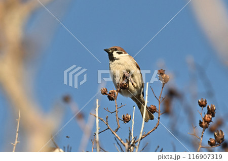 スズメ(雀/sparrow) スズメ(雀/sparrow) 116907319