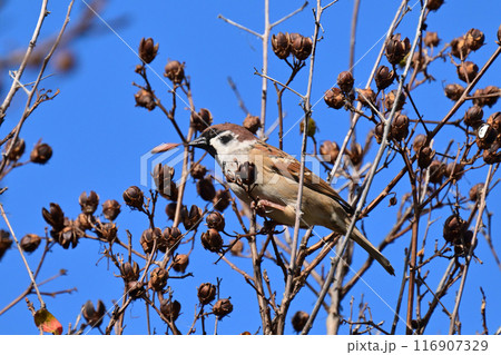 スズメ(雀/sparrow) スズメ(雀/sparrow) 116907329
