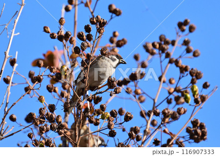 スズメ（雀/sparrow) 116907333