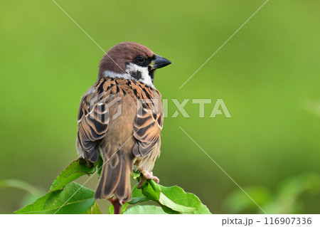 スズメ(雀/sparrow) スズメ(雀/sparrow) 116907336