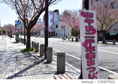 栃木県小山市　JR小山駅西口前通りと満開の思川桜 116907922