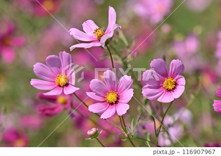コスモス：cosmos 116907967