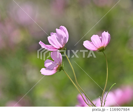 コスモス:cosmos コスモス:cosmos 116907984