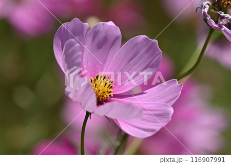 コスモス：cosmos 116907991