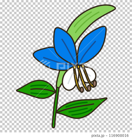 ツユクサ 116908016