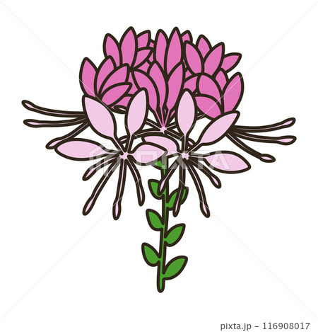 クレオメ クレオメ 116908017