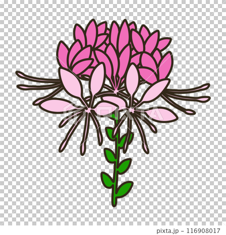 クレオメ クレオメ 116908017