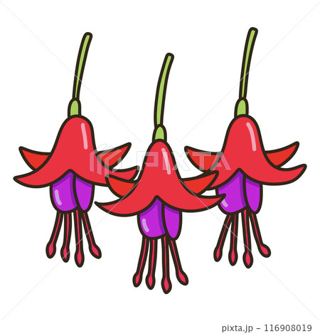 フクシア 116908019