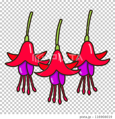 フクシア 116908019