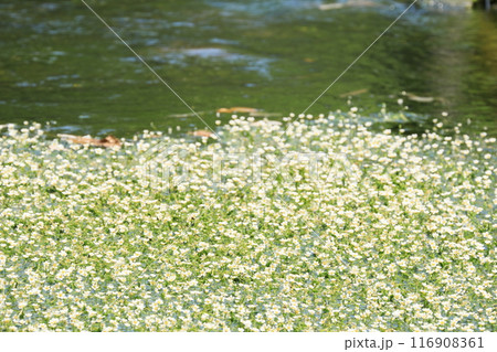 涼しげな梅花藻の花 涼しげな梅花藻の花 116908361
