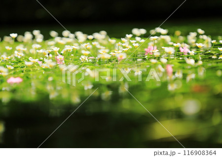 涼しげな梅花藻の花 涼しげな梅花藻の花 116908364