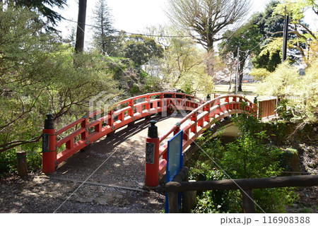 栃木県小山市 城山公園(祇園城跡)の祇園橋と満開桜 栃木県小山市 城山公園(祇園城跡)の祇園橋と満開桜 116908388
