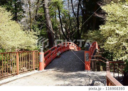 栃木県小山市　城山公園（祇園城跡）の祇園橋と満開桜 116908393