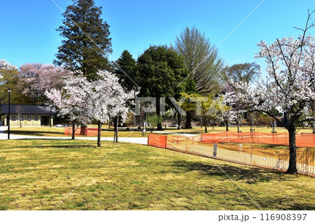 栃木県小山市　城山公園（祇園城跡）の散策路と満開桜 116908397