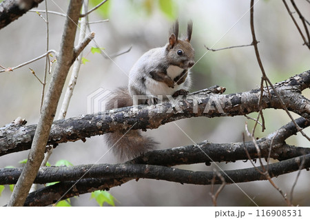 エゾリス エゾリス 116908531