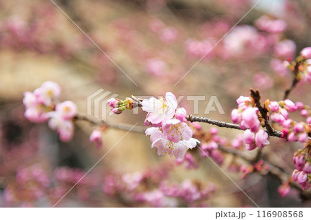旧成徳中学校の早咲き　「春めき」桜　2023年春 116908568