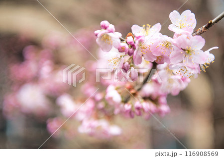 旧成徳中学校の早咲き　「春めき」桜　2023年春 116908569
