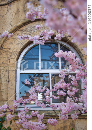 旧成徳中学校の早咲き 「春めき」桜 2023年春 旧成徳中学校の早咲き 「春めき」桜 2023年春 116908575